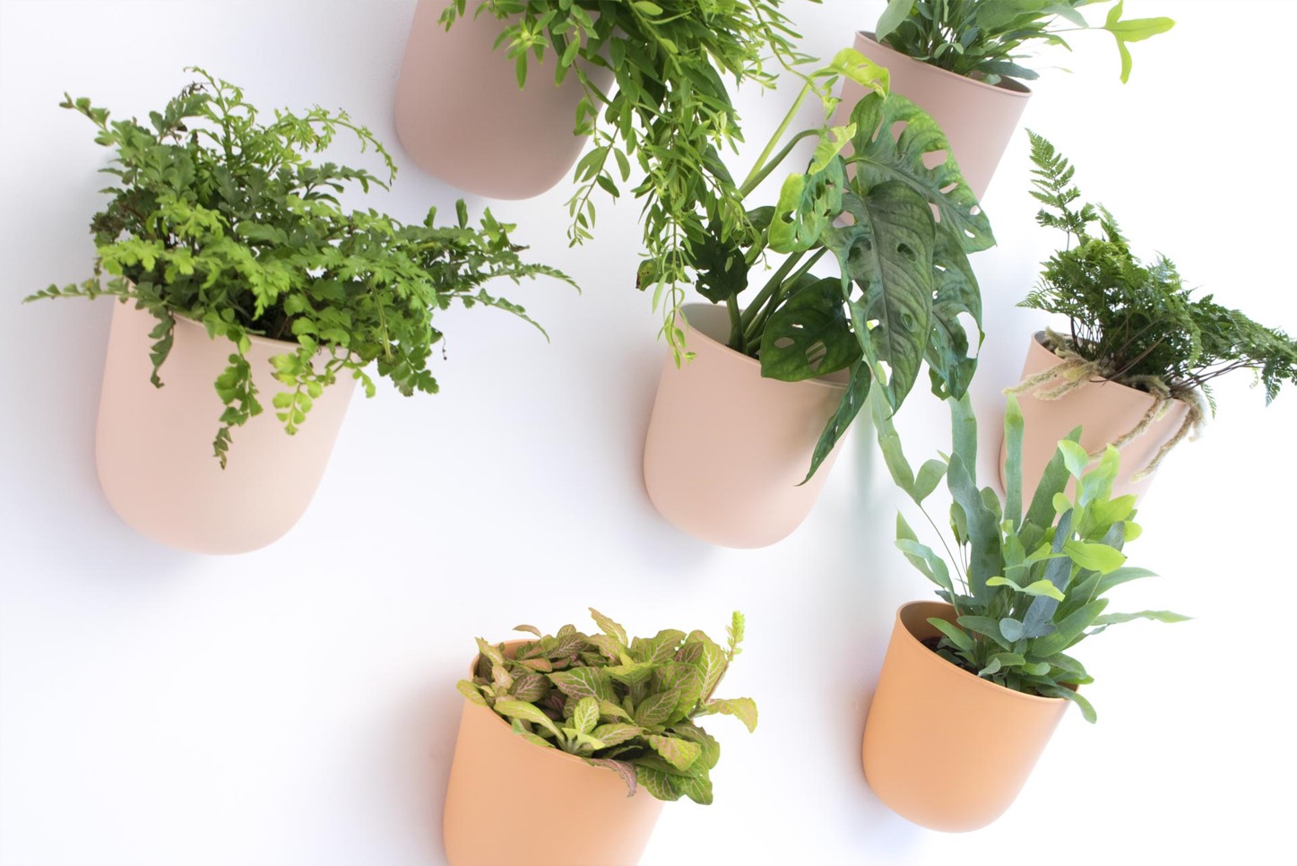 Widok na białą ścianę z przymocowanymi do niej doniczkami, w których znajdują się rośliny