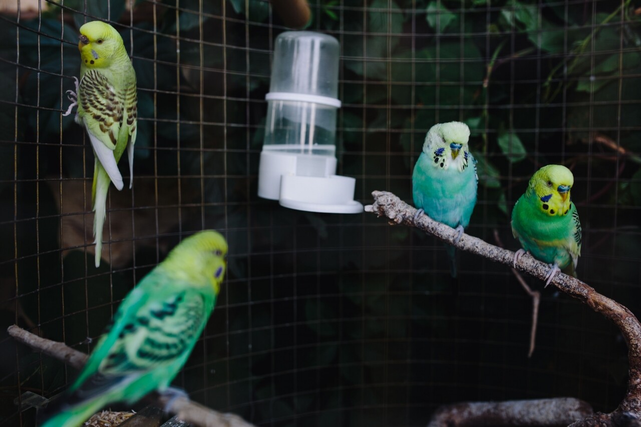 parrots sitting in a birdcage